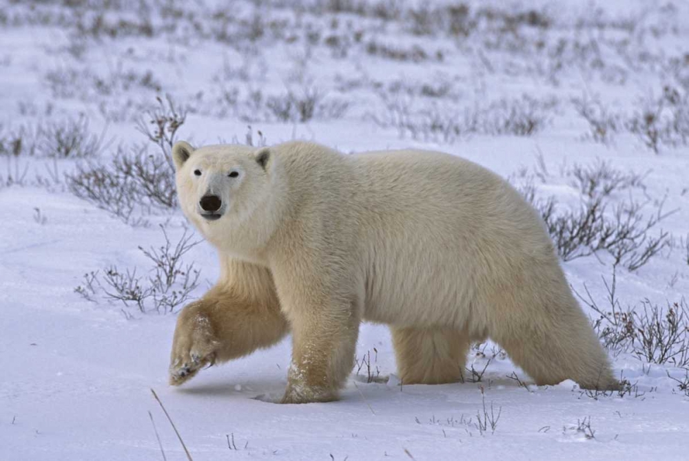 Canada, Wapusk NP Polar bear walking on tundra art print by Don Grall for $57.95 CAD
